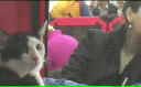 Sofisticat - Expozitie felina