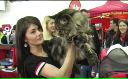 Sofisticat - Expozitie felina Ep2