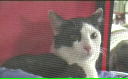 Sofisticat - Expozitie felina Ep5